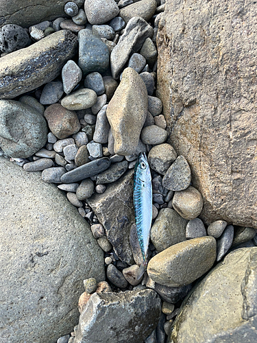 イワシの釣果