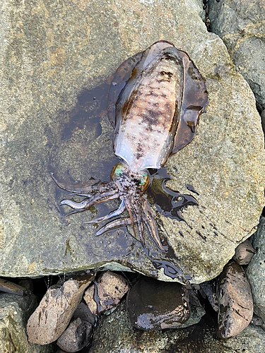 イカの釣果