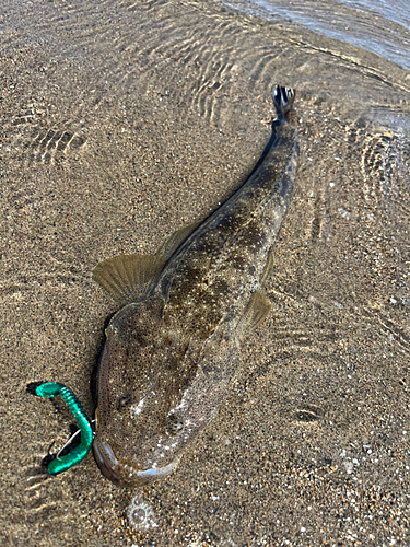 マゴチの釣果