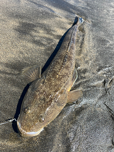 マゴチの釣果