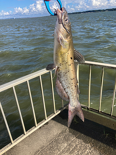 アメリカナマズの釣果