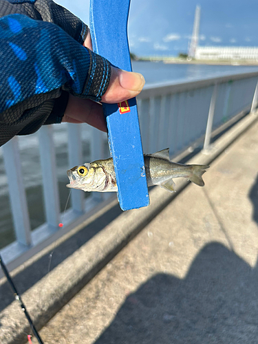 セイゴ（ヒラスズキ）の釣果