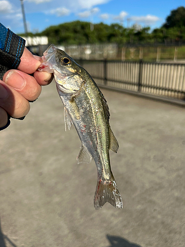 セイゴ（ヒラスズキ）の釣果