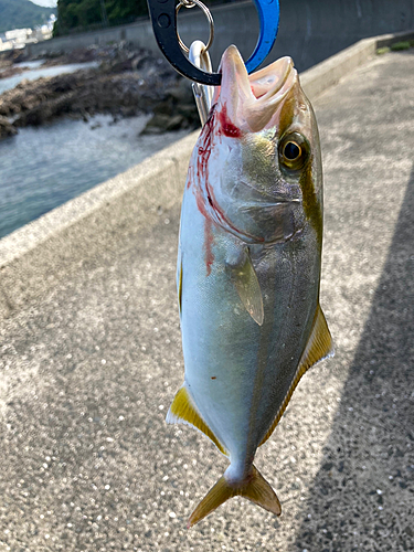 ネリゴの釣果