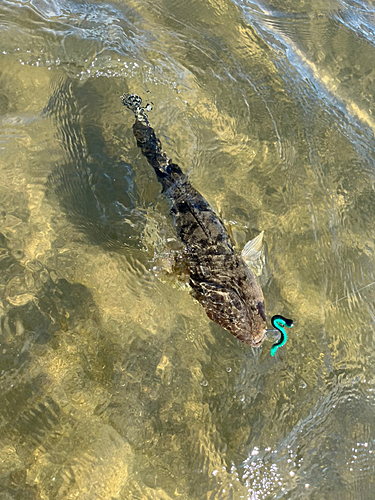 マゴチの釣果