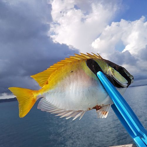 ヒメアイゴの釣果