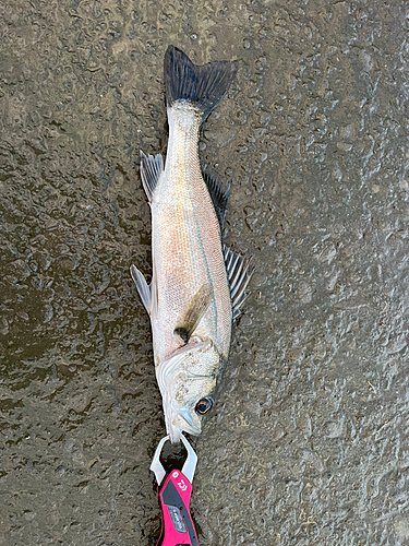 セイゴ（マルスズキ）の釣果