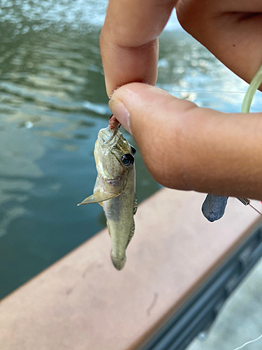 マハゼの釣果