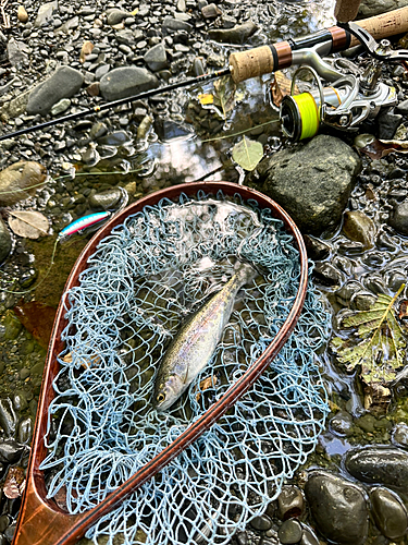 ニジマスの釣果