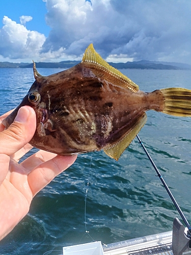 カワハギの釣果