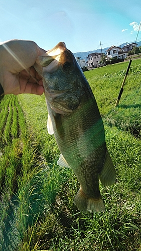 ブラックバスの釣果