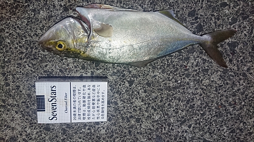 ショゴの釣果