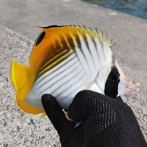 チョウチョウウオの釣果