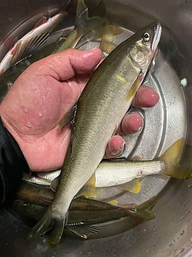 アユの釣果