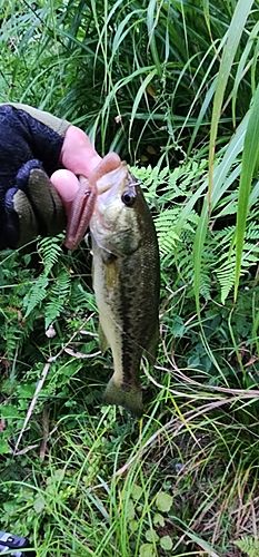 ラージマウスバスの釣果