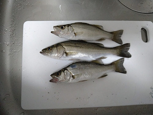 セイゴ（マルスズキ）の釣果