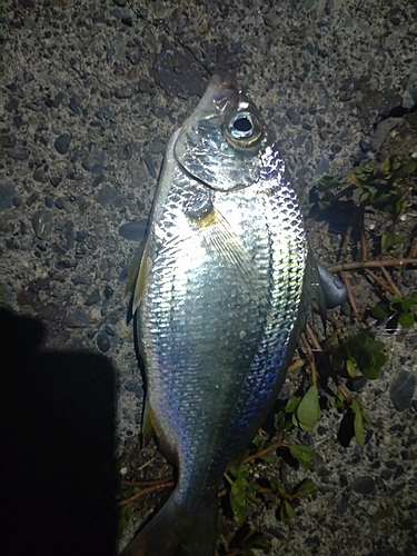 釣果