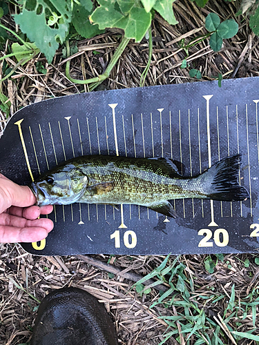 スモールマウスバスの釣果