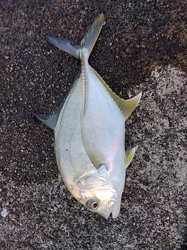 メッキの釣果