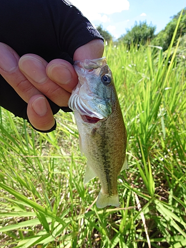 ラージマウスバスの釣果