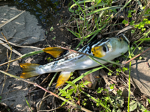 シマフグの釣果