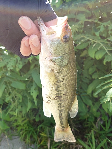 ラージマウスバスの釣果