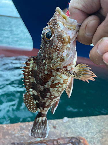 カサゴの釣果