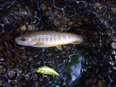 イワナの釣果