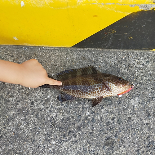 オオモンハタの釣果