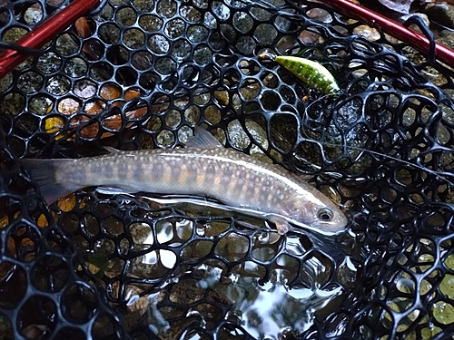 イワナの釣果