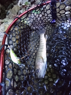 イワナの釣果