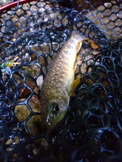 イワナの釣果