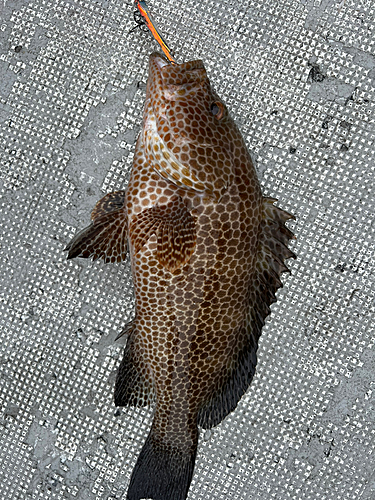 オオモンハタの釣果