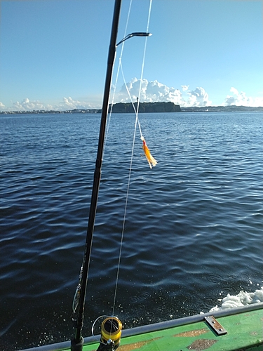 サバの釣果