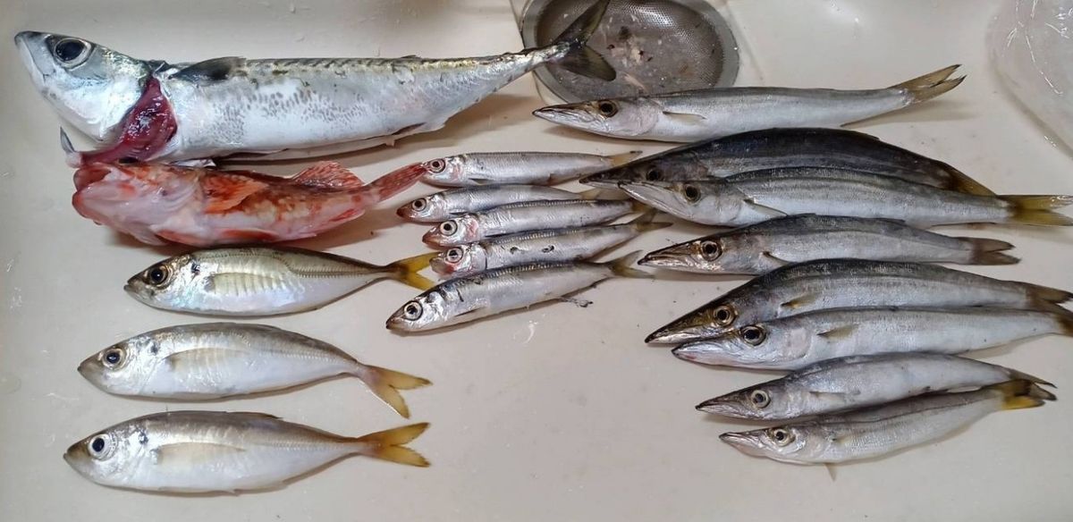 たっつー0917さんの釣果 2枚目の画像