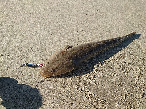 マゴチの釣果