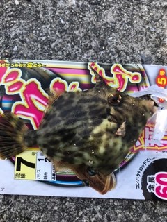 カワハギの釣果