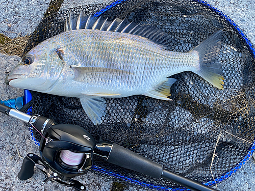 キビレの釣果