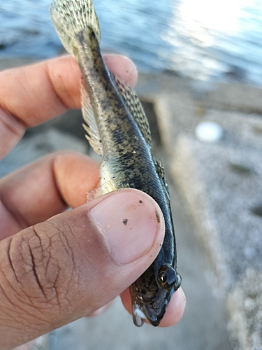 マハゼの釣果