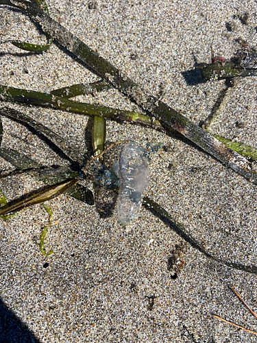 ショウサイフグの釣果