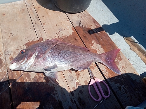 マダイの釣果