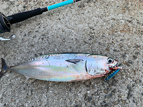 マルソウダの釣果