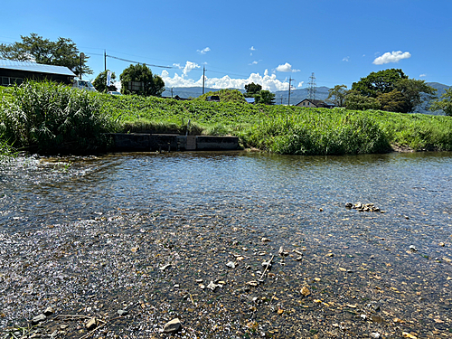 コアユの釣果