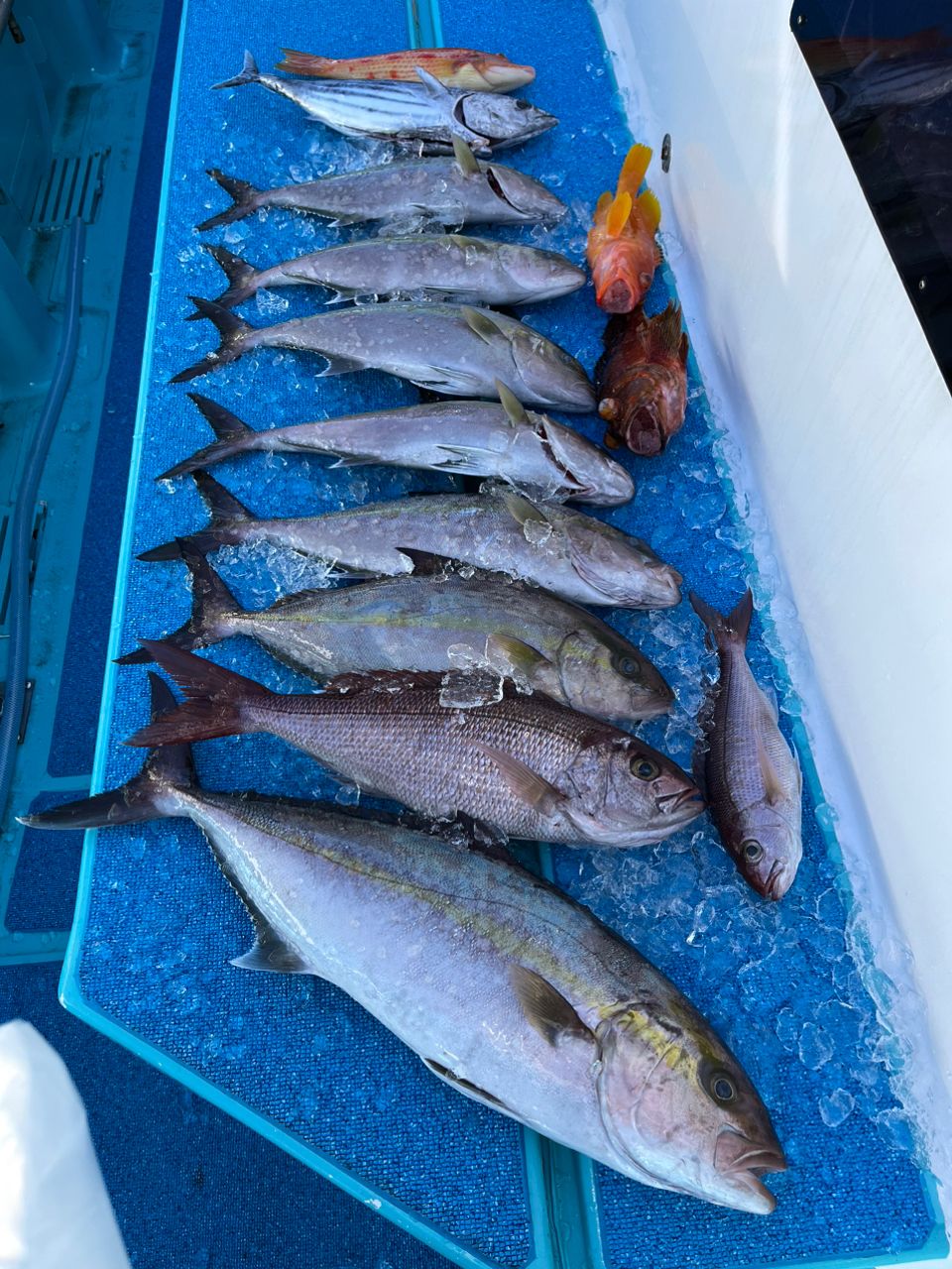ちあきちさんの釣果 3枚目の画像