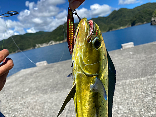 シイラの釣果