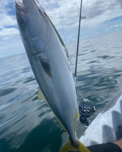 ワラサの釣果