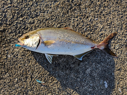 ショゴの釣果