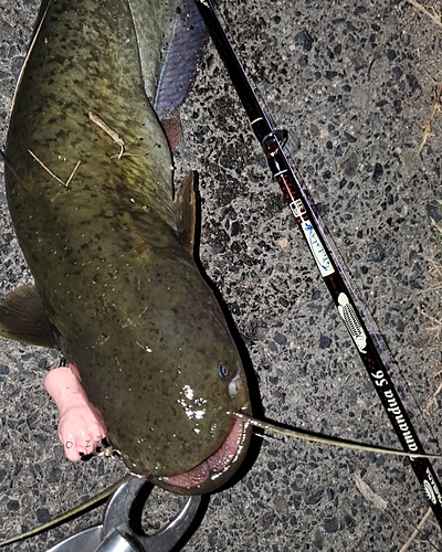 ナマズの釣果