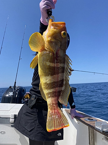 アオナの釣果