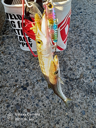 ヤマトカマスの釣果